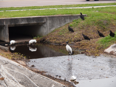 [Three wood storks are in the water while five black vultures stand on the hillside leading into the water. A cement support holds the roadway and sidewalk above the water flow.]